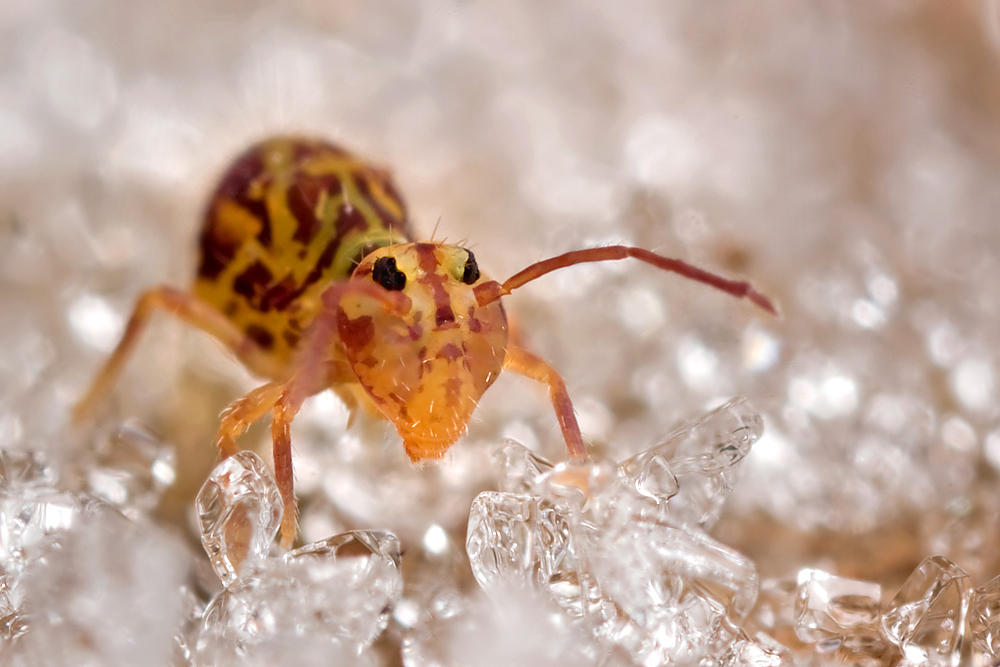 Globular Springtail in frost 1